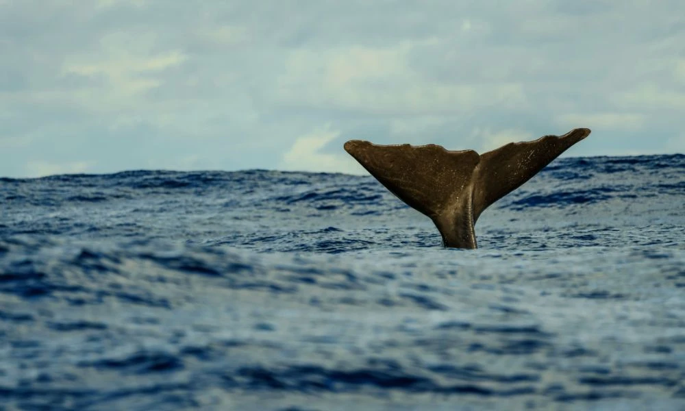 Ballenas.