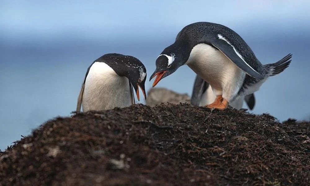Una especie de pingüino llamativa.