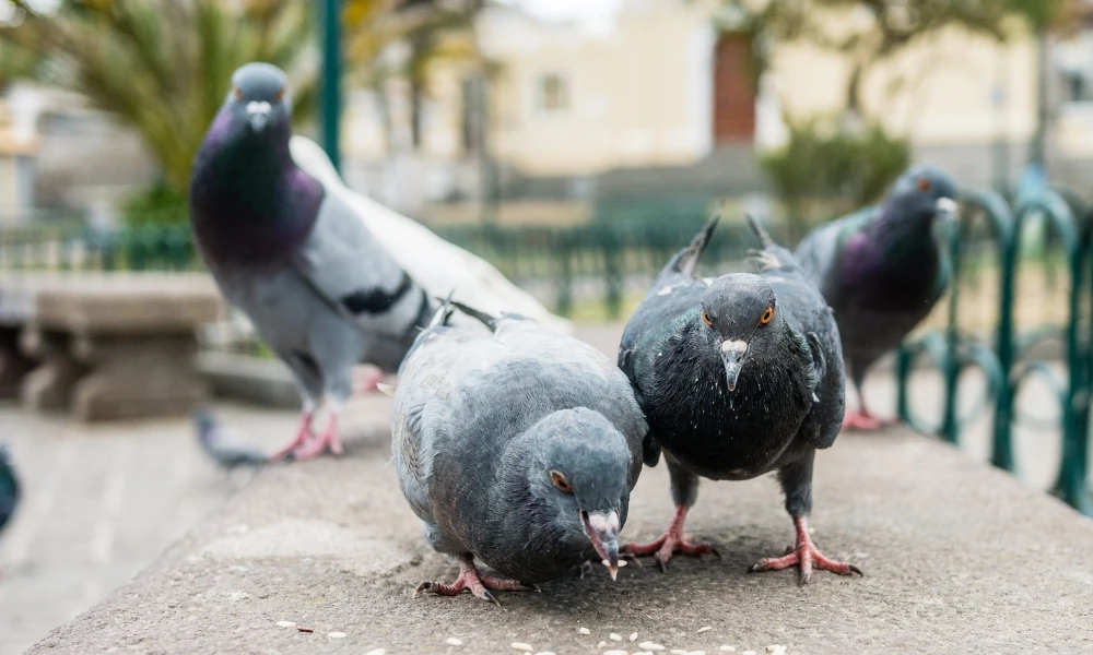 ¿Por qué las palomas mueven la cabeza cuando caminan?