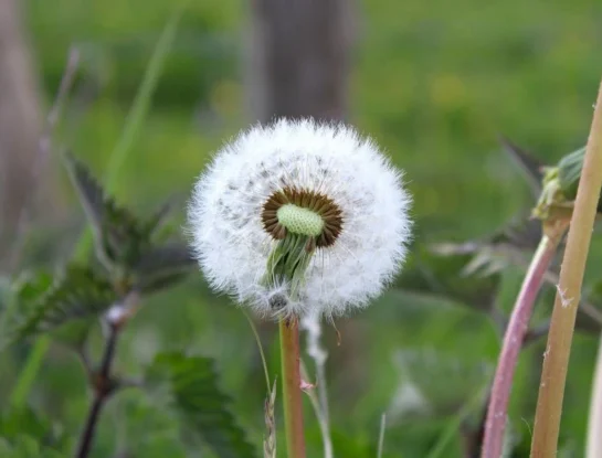 ¿Cómo logran las semillas viajar lejos de la planta que las produjo?