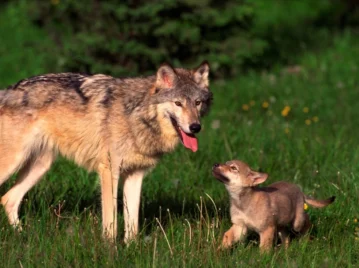 ¿Por qué los perros se parecen a los lobos?