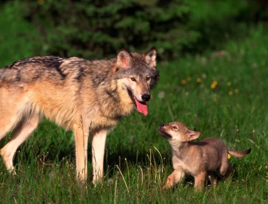 ¿Por qué los perros se parecen a los lobos?