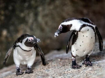 Pingüino africano: la única especie que vive en África