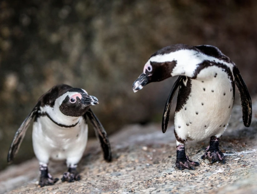 Pingüino africano: la única especie que vive en África
