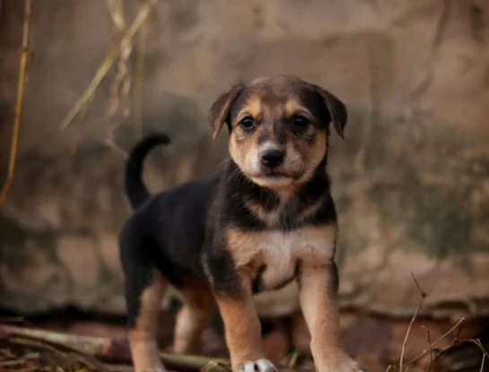 ¿Por qué los perros mueven la cola?