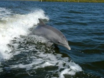 delfines