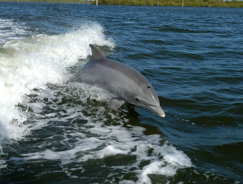 delfines