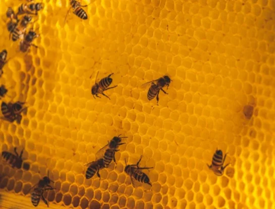 ¿Por qué los panales de las abejas tienen celdas hexagonales?