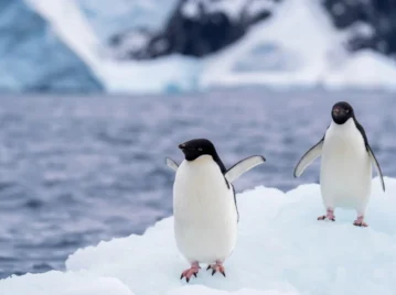 ¿Por qué no hay pingüinos en el Polo Norte?