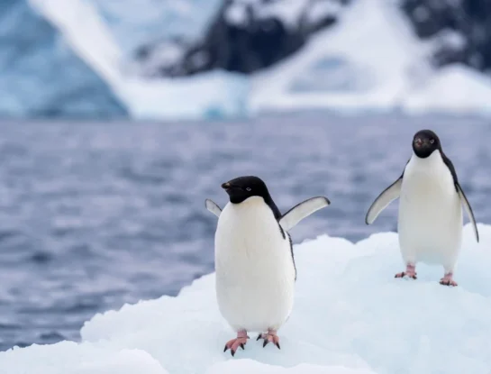 ¿Por qué no hay pingüinos en el Polo Norte?