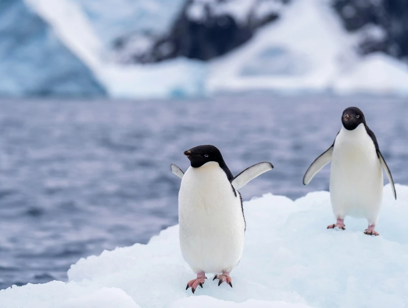 ¿Por qué no hay pingüinos en el Polo Norte?