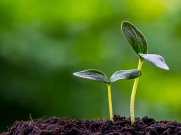 ¿Por qué algunas semillas pueden esperar años antes de germinar?