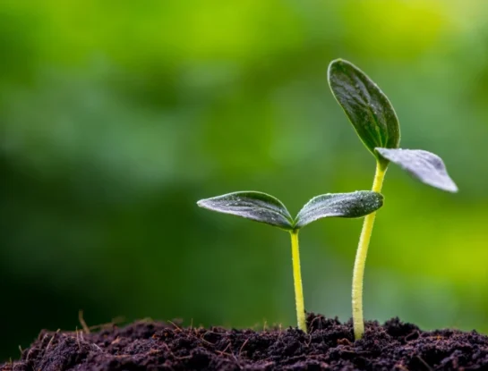 ¿Por qué algunas semillas pueden esperar años antes de germinar?