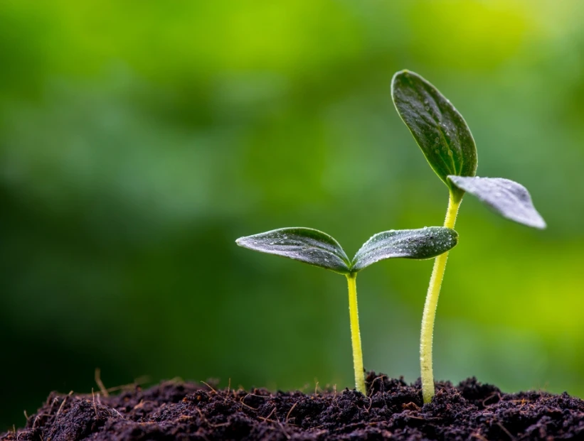 ¿Por qué algunas semillas pueden esperar años antes de germinar?