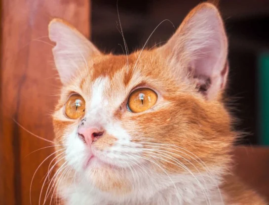 Descubrieron una nueva especie de gato silvestre en Bolivia: ¿cómo pasó inadvertida hasta ahora?