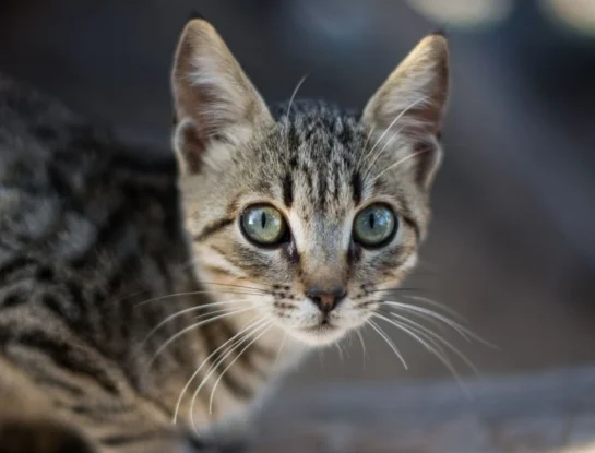 ¿Por qué los ojos de los gatos parecen brillar en la oscuridad?