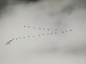 aves