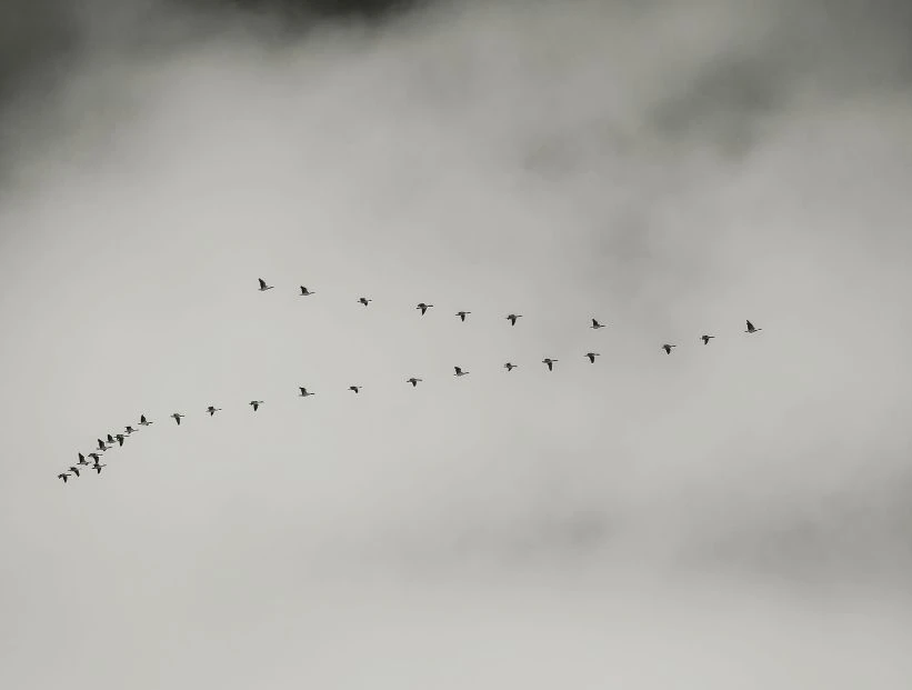 aves