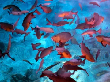 peces