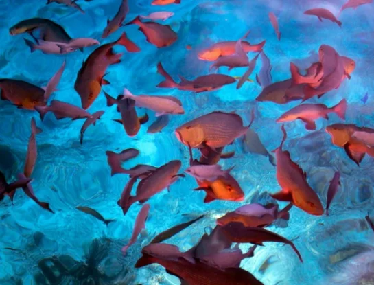 ¿Cómo hacen los peces para nadar con tanta velocidad bajo el agua?