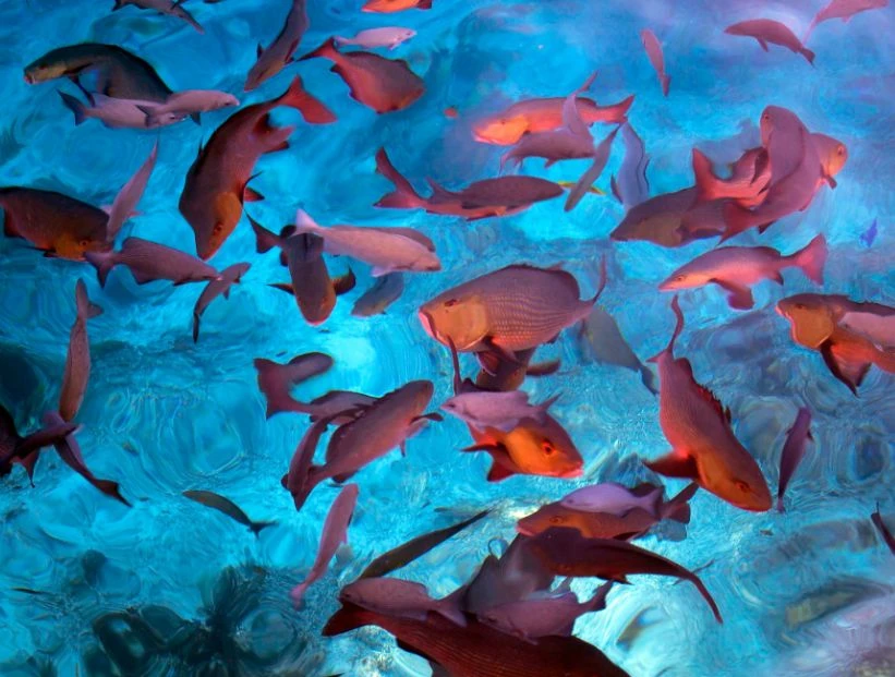 peces