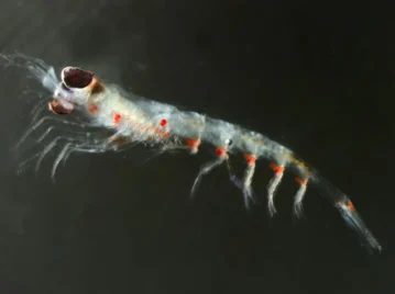 krill