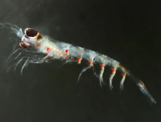 ¿Por qué el diminuto krill es uno de los animales más importantes de la Antártida?