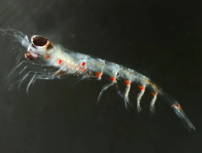 krill