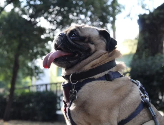 ¿Por qué los perros jadean cuando tienen calor?