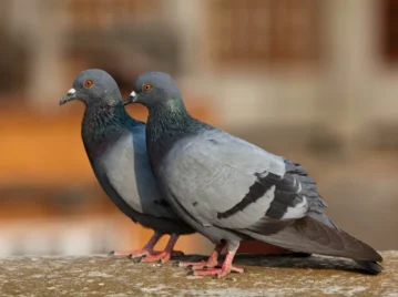 ¿Por qué las palomas mueven la cabeza cuando caminan?