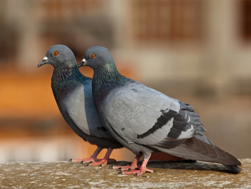 ¿Por qué las palomas mueven la cabeza cuando caminan?