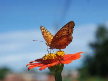 mariposas