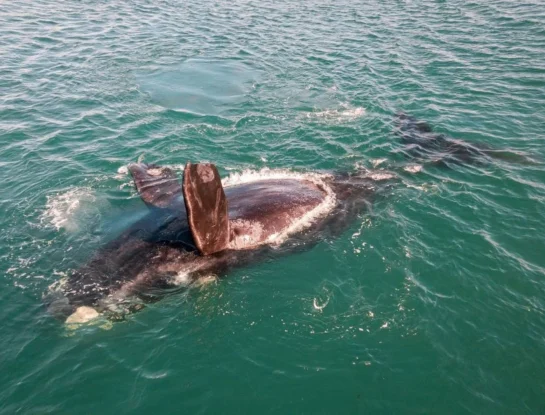 ¿Por qué las ballenas necesitan salir a la superficie para respirar?