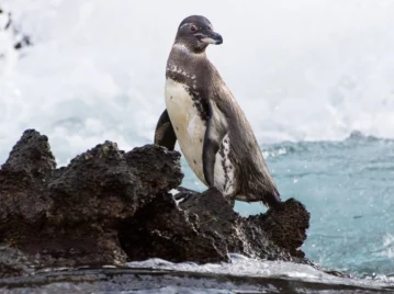 ¿Sabías que hay un pingüino que vive en las Islas Galápagos?