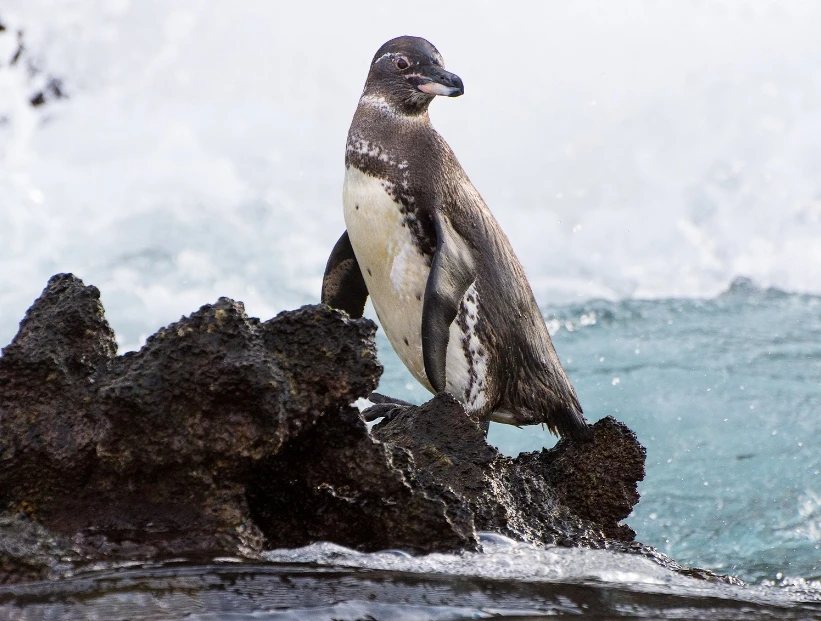 ¿Sabías que hay un pingüino que vive en las Islas Galápagos?