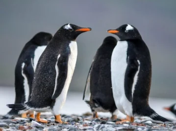 pingüino