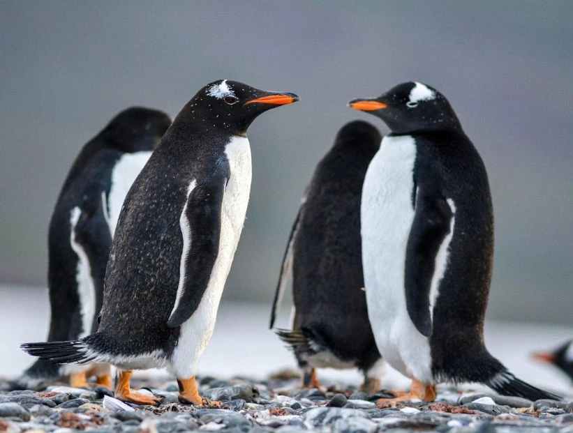 pingüino