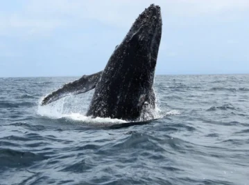 ballenas