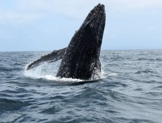 ¿Qué tan poderoso es el sonido de las ballenas?