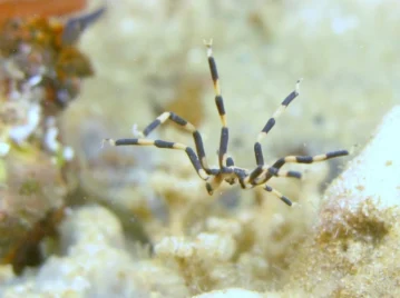 Parecen arañas, pero no lo son: ¿qué son realmente las "arañas de mar"?