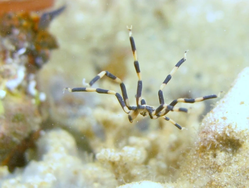 Parecen arañas, pero no lo son: ¿qué son realmente las "arañas de mar"?