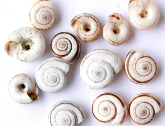 ¿Por qué el caparazón de muchos caracoles tiene forma de espiral?