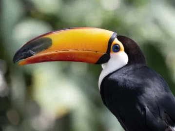 ¿Las aves tienen dientes?