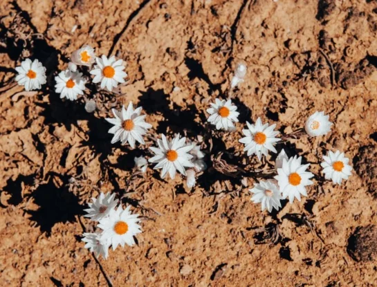¿Cómo puede un desierto florecer de repente?
