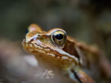 ranas