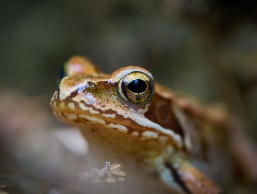 ranas