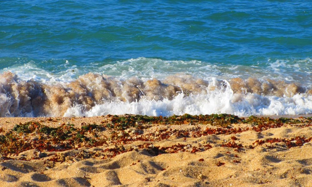 Sargazo en playas.