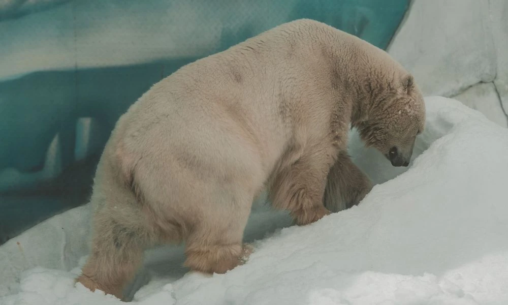 Oso polar en el hielo.