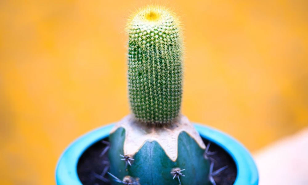 Cactus en maceta.