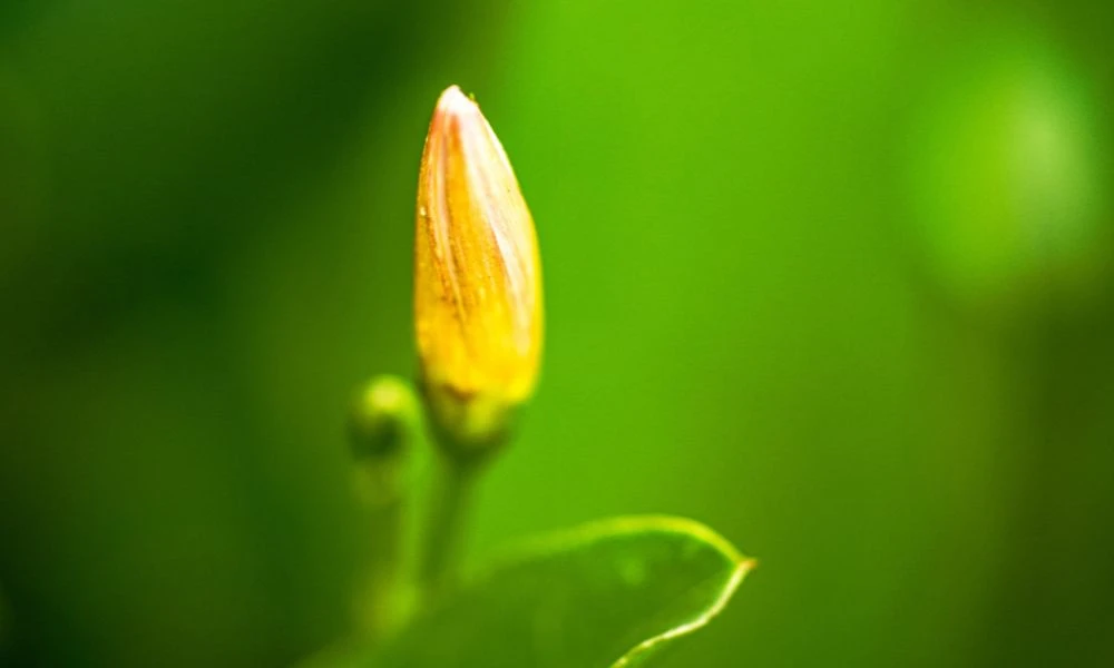 Flores cerradas.